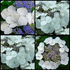 Hydrangea Libelle x 1 Plant Soft Blue White Flowering Large Lacecap Shade Bush Shrubs Cottage Garden Border macrophylla